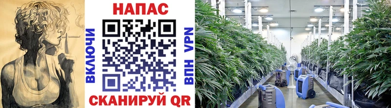 Бошки Шишки MAZAR  Шали 